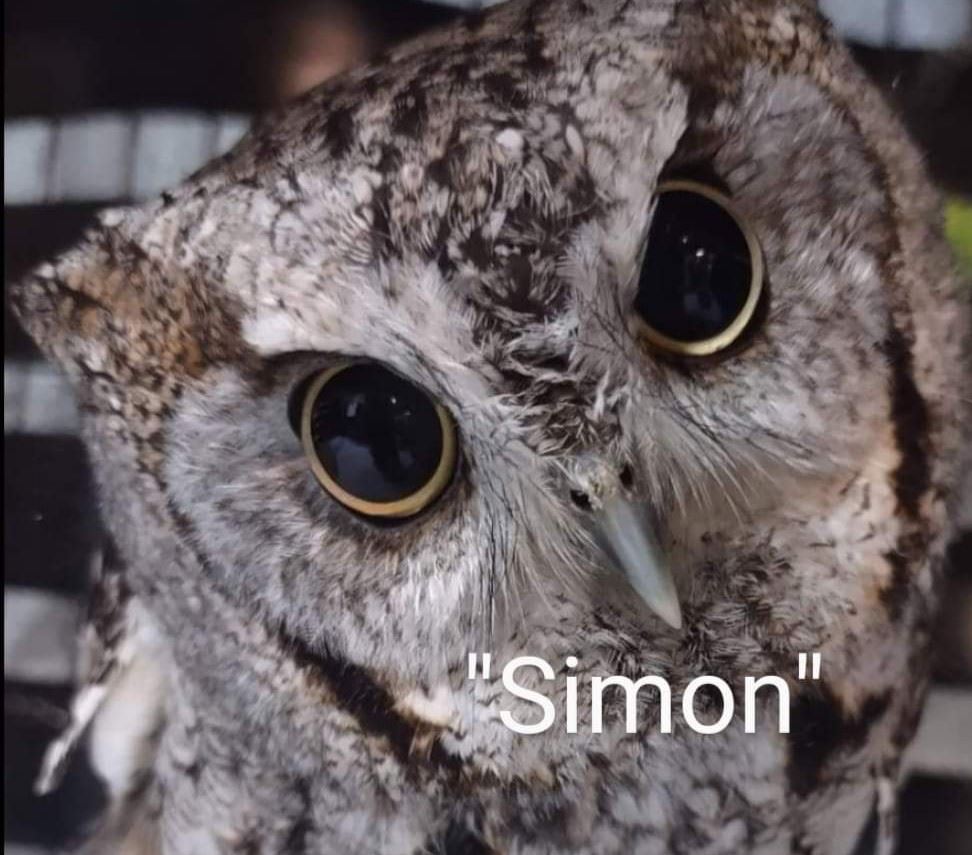 Simon the Owl