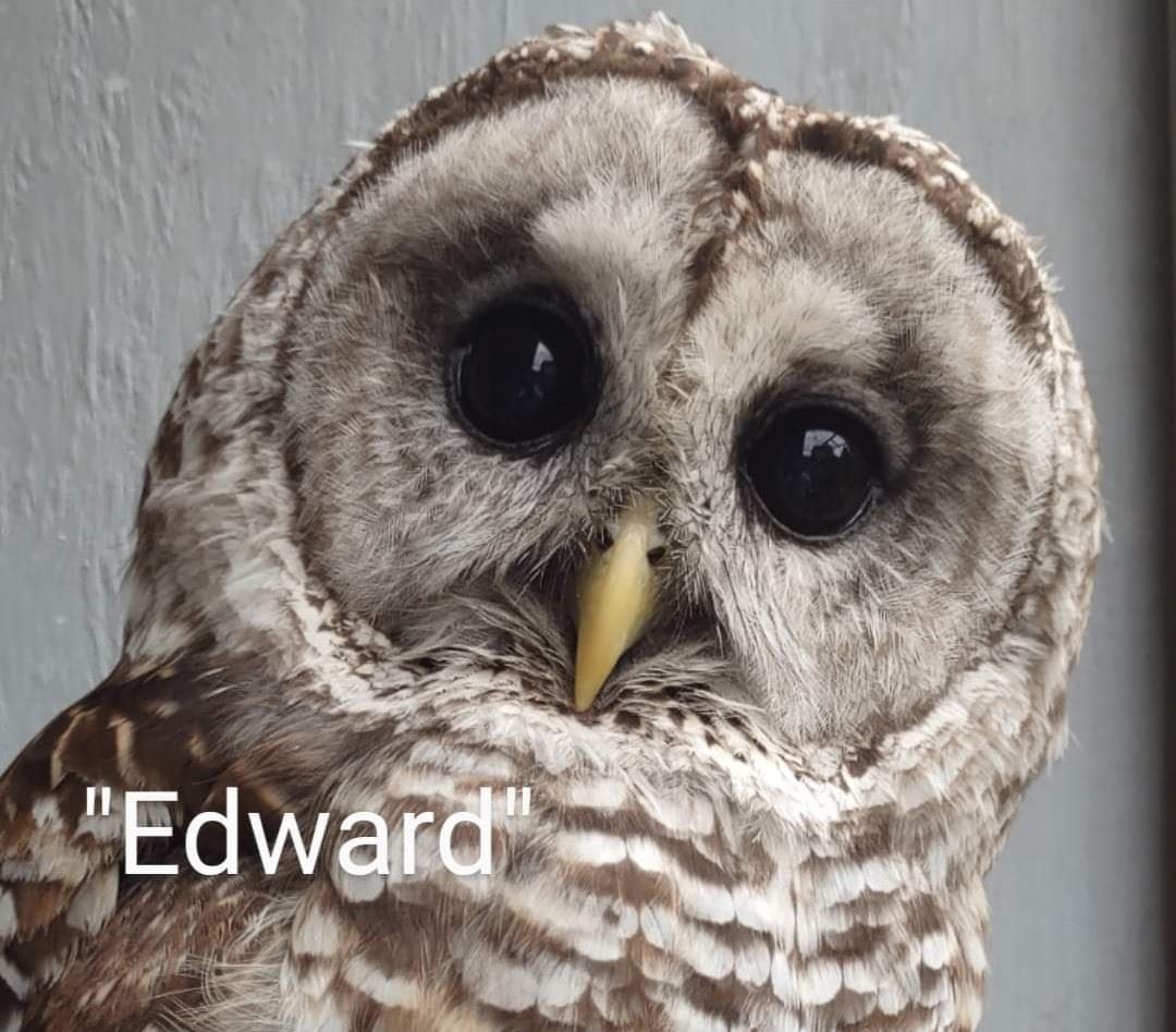 Edward the Owl