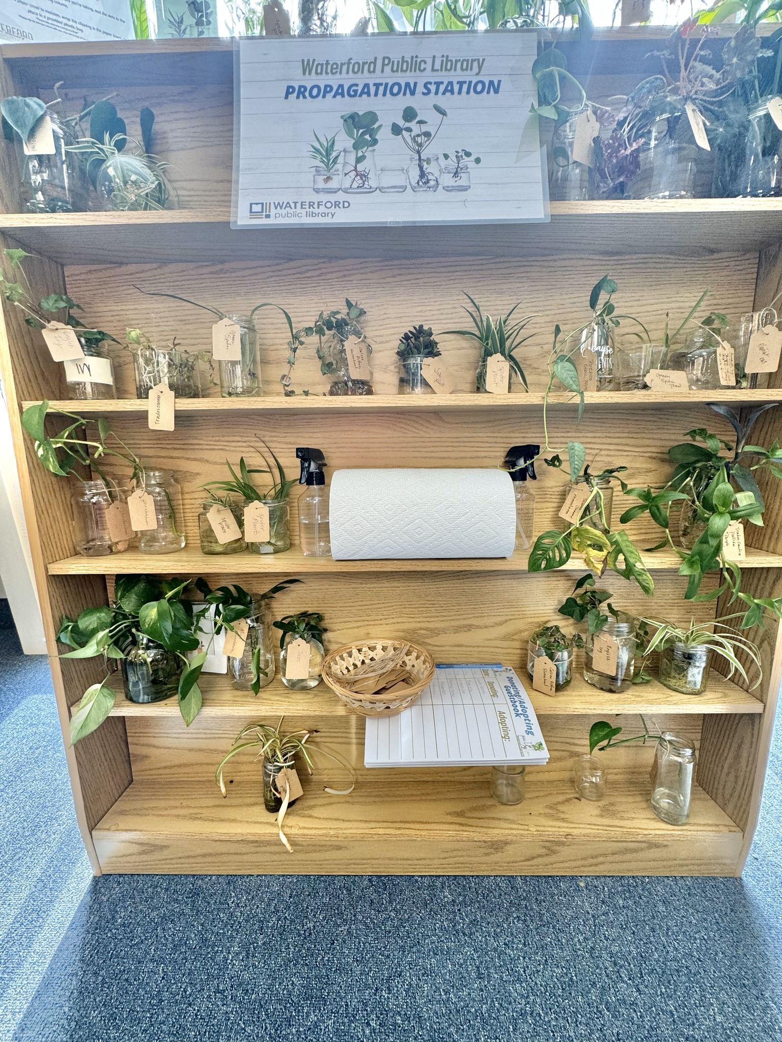 plant propagation display photo